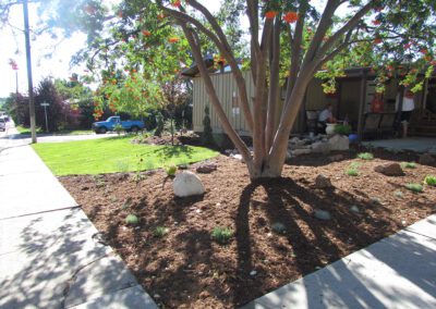 Newly planted tree and mulched area