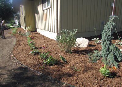 Newly mulched area with trees planted